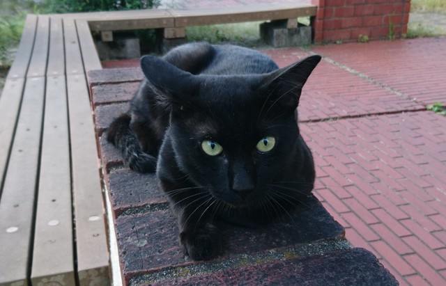 黒猫（しっぽ長い）: しこくの白猫日記
