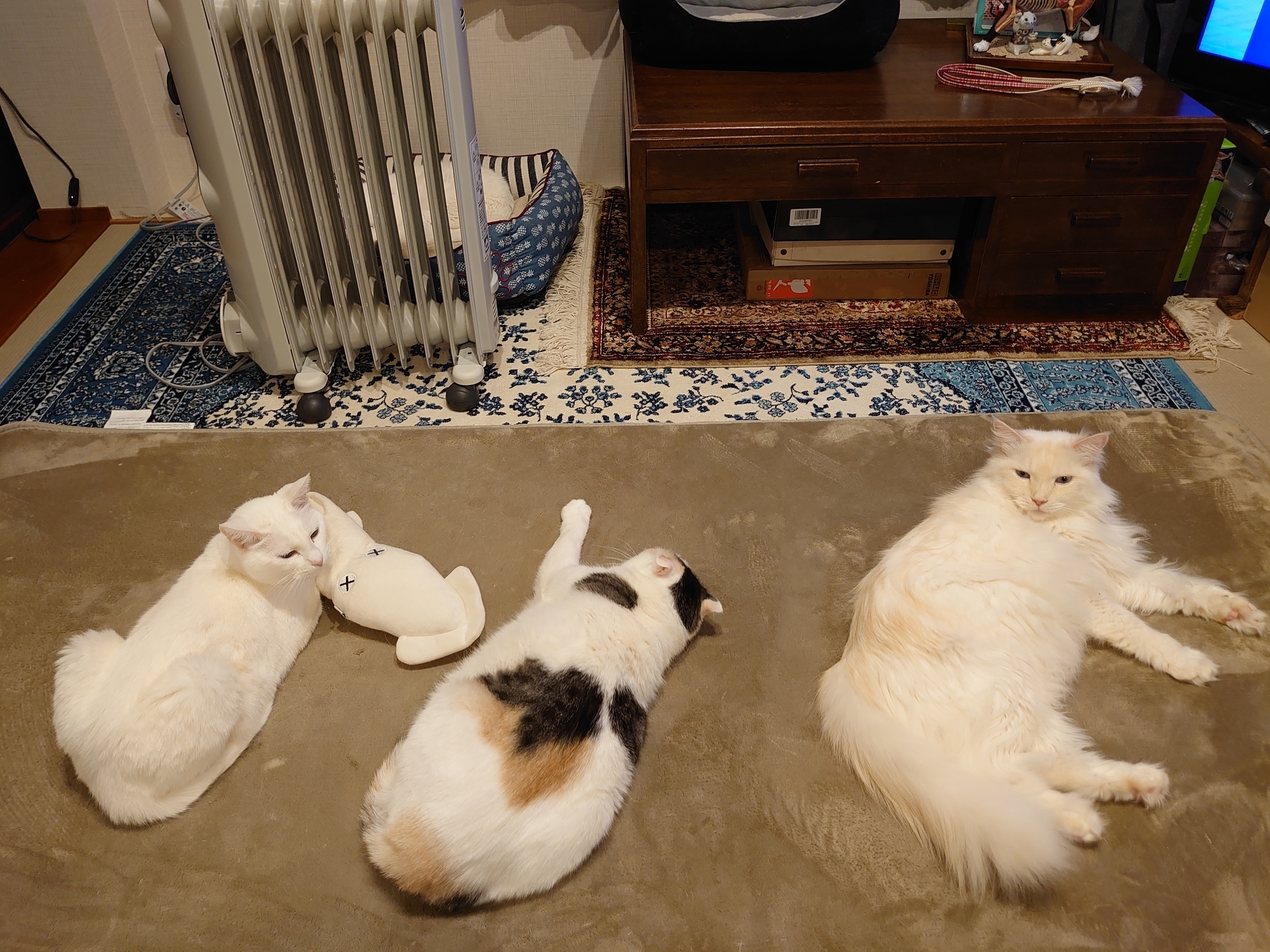 三匹の猫 しこくの白猫日記